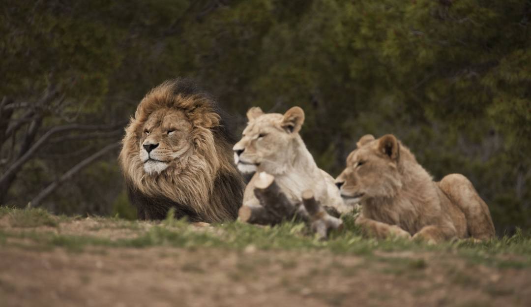 Groupe de lions reposant dans la Réserve Africaine de Sigean, un parc naturel abritant une faune diversifiée en plein cœur de l'Occitanie.